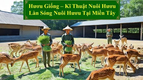 HƯƠU GIỐNG - KĨ THUẬT NUÔI HƯƠU LÀN SÓNG NUÔI HƯƠU TẠI MIỀN TÂY