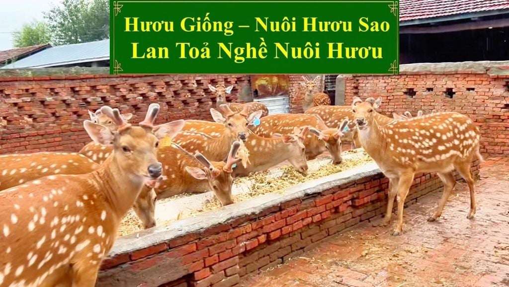 HƯƠU GIỐNG - NUÔI HƯƠU SAO LAN TOẢ NGHỀ NUÔI HƯƠU