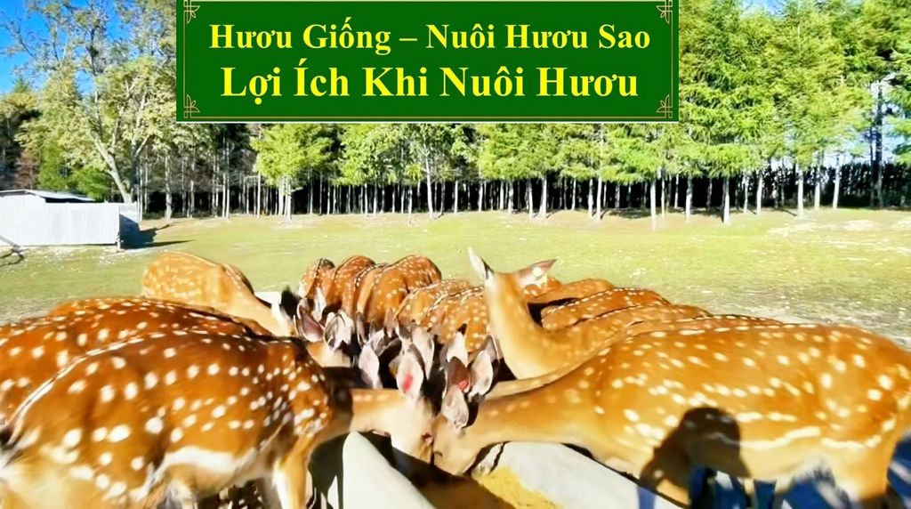 HƯƠU GIỐNG - NUÔI HƯƠU SAO LỢI ÍCH KHI NUÔI HƯƠU