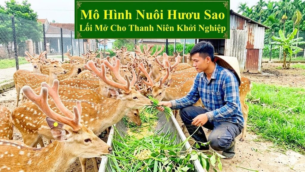 MÔ HÌNH NUÔI HƯƠU SAO - LỐI MỞ CHO THANH NIÊN KHỞI NGHIỆP