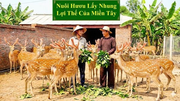 NUÔI HƯƠU LẤY NHUNG - LỢI THẾ CỦA MIỀN TÂY