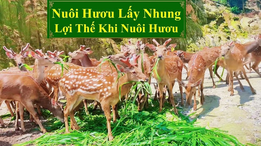 NUÔI HƯƠU LẤY NHUNG - LỢI THẾ KHI NUÔI HƯƠU