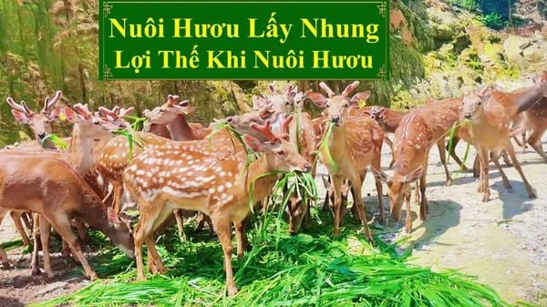 NUÔI HƯƠU LẤY NHUNG - LỢI THẾ KHI NUÔI HƯƠU
