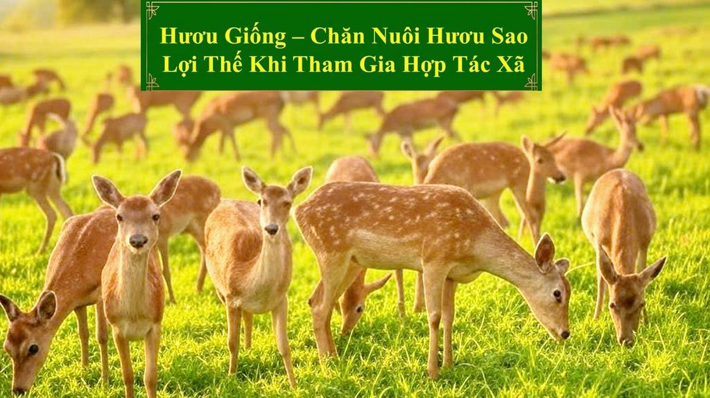 HƯƠU GIỐNG - CHĂN NUÔI HƯƠU SAO LỢI THẾ KHI THAM GIA HỢP TÁC XÃ