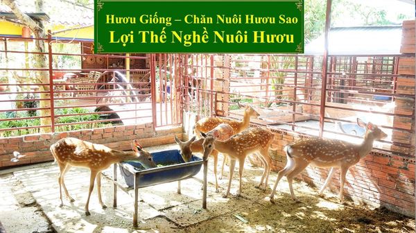 HƯƠU GIỐNG - CHĂN NUÔI HƯƠU SAO LỢI THẾ NGHỀ NUÔI HƯƠU
