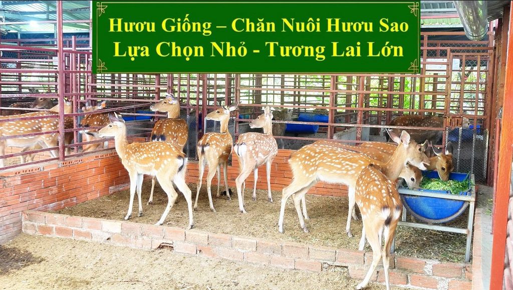 HƯƠU GIỐNG - CHĂN NUÔI HƯƠU SAO LỰA CHỌN NHỎ - TƯƠNG LAI LỚN