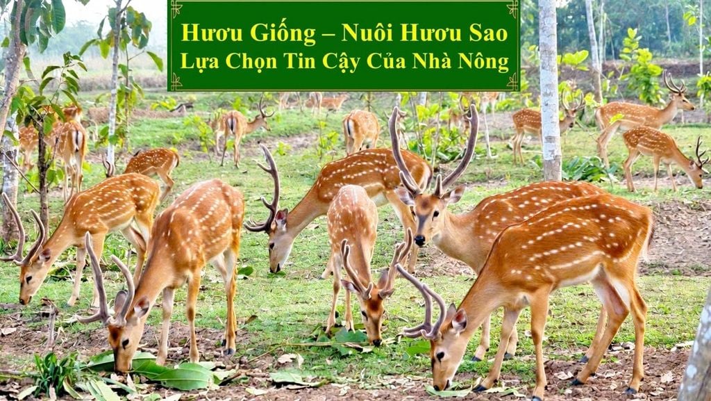 HƯƠU GIỐNG - NUÔI HƯƠU SAO LỰA CHỌN TIN CẬY CỦA NHÀ NÔNG