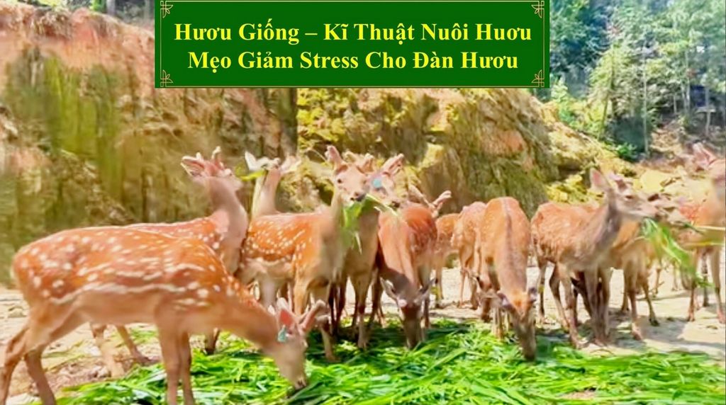 HƯƠU GIỐNG - KĨ THUẬT NUÔI HƯƠU MẸO GIẢM STRESS CHO ĐÀN HƯƠU
