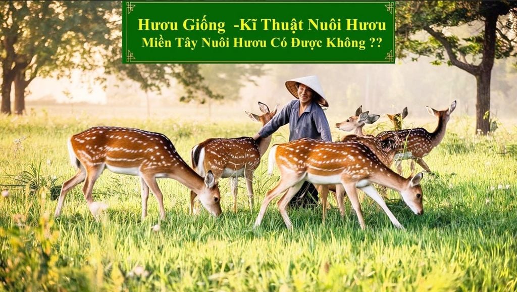 HƯƠU GIỐNG - KĨ THUẬT NUÔI HƯƠU MIỀN TÂY NUÔI HƯƠU CÓ ĐƯỢC KHÔNG?