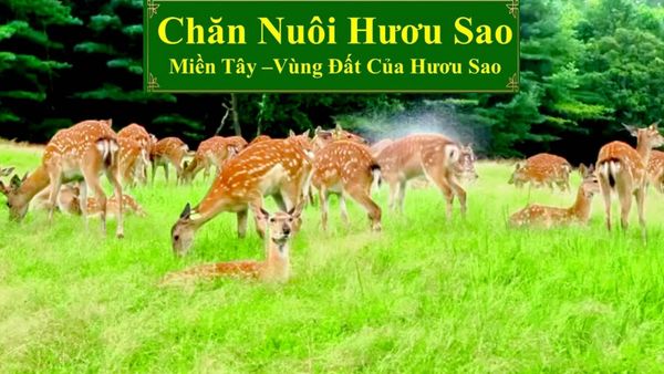 CHĂN NUÔI HƯƠU SAO - MIỀN TÂY VÙNG ĐẤT CỦA HƯƠU SAO
