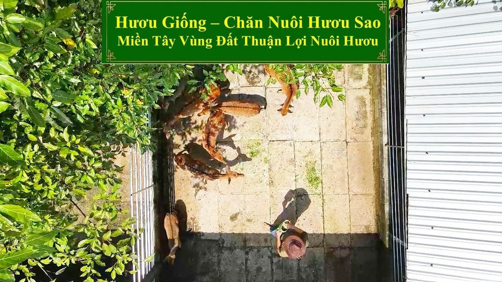 HƯƠU GIỐNG - CHĂN NUÔI HƯƠU SAO MIỀN TÂY VÙNG ĐẤT THUẬN LỢI NUÔI HƯƠU