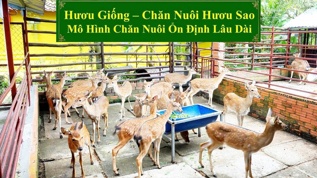 HƯƠU GIỐNG - CHĂN NUÔI HƯƠU SAO MÔ HÌNH CHĂN NUÔI ỔN ĐỊNH LÂU DÀI