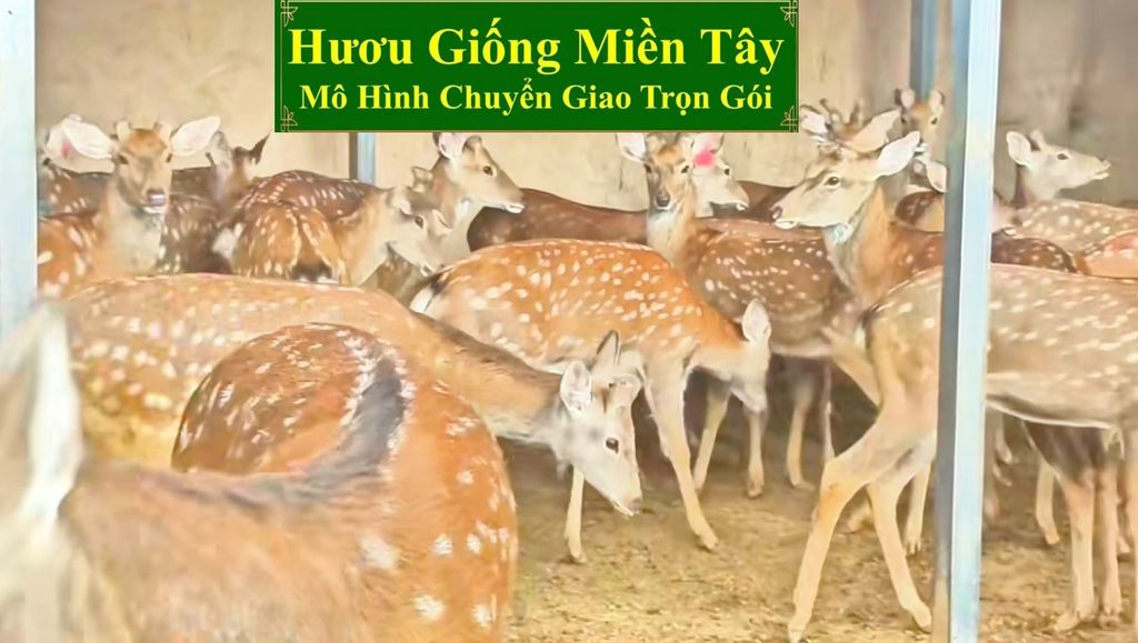 HƯƠU GIỐNG MIỀN TÂY - MÔ HÌNH CHUYỂN GIAO TRỌN GÓI