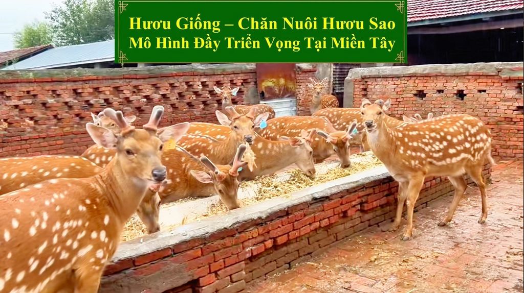 HƯƠU GIỐNG - CHĂN NUÔI HƯƠU SAO MÔ HÌNH ĐẦY TRIỂN VỌNG TẠI MIỀN TÂY