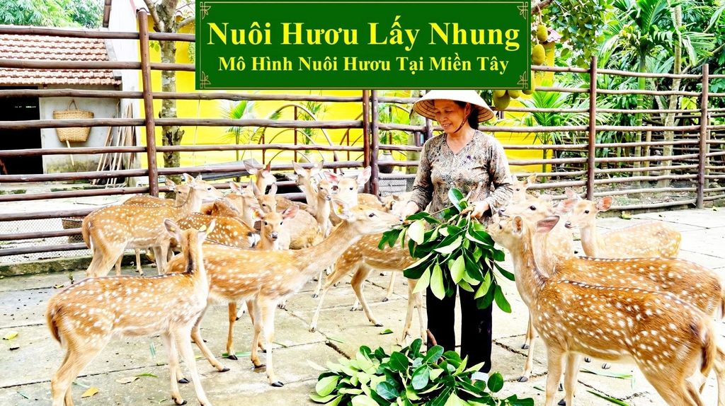 NUÔI HƯƠU LẤY NHUNG - MÔ HÌNH NUÔI HƯƠU TẠI MIỀN TÂY