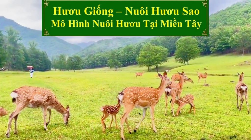 HƯƠU GIỐNG - NUÔI HƯƠU SAO MÔ HÌNH NUÔI HƯƠU TẠI MIỀN TÂY