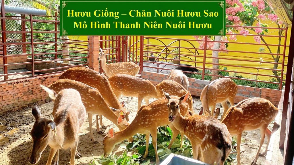 HƯƠU GIỐNG - CHĂN NUÔI HƯƠU SAO MÔ HÌNH THANH NIÊN NUÔI HƯƠU