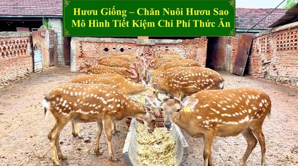 HƯƠU GIỐNG - CHĂN NUÔI HƯƠU SAO MIỀN TÂY CHUYỂN MÌNH VỚI HƯƠU SAO