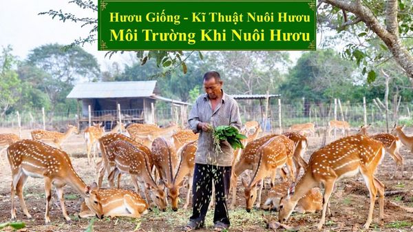 HƯƠU GIỐNG - KĨ THUẬT NUÔI HƯƠU MÔI TRƯỜNG KHI NUÔI HƯƠU