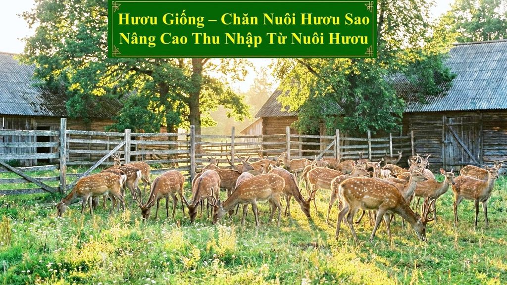 HƯƠU GIỐNG - CHĂN NUÔI HƯƠU SAO NÂNG CAO THU NHẬP TỪ NUÔI HƯƠU