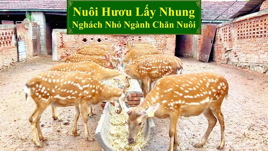 NUÔI HƯƠU LẤY NHUNG - NGÁCH NHỎ NGÀNH CHĂN NUÔI