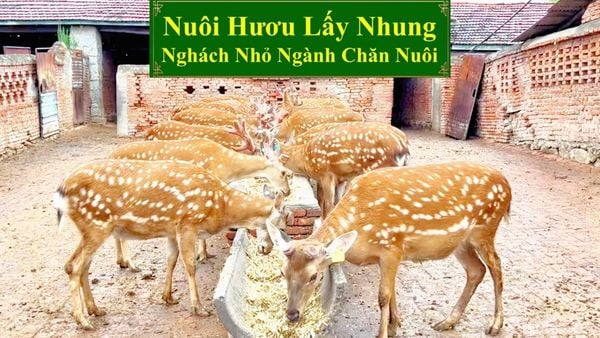 NUÔI HƯƠU LẤY NHUNG - NGÁCH NHỎ NGÀNH CHĂN NUÔI