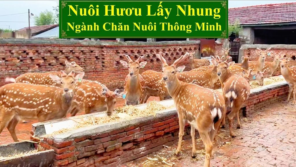 NUÔI HƯƠU LẤY NHUNG - NGÀNH CHĂN NUÔI THÔNG MINH