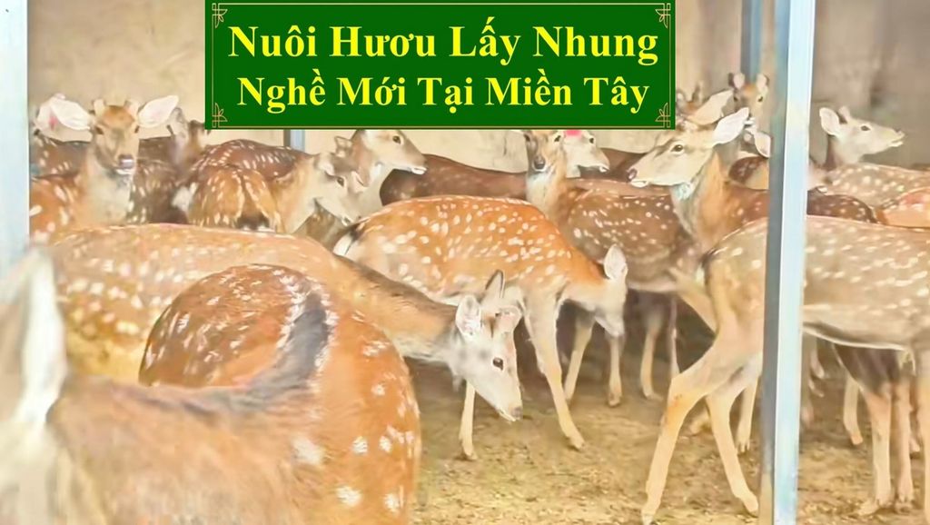 NUÔI HƯƠU LẤY NHUNG - NGHỀ MỚI TẠI MIỀN TÂY