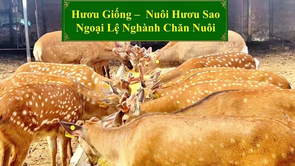 HƯƠU GIỐNG - NUÔI HƯƠU SAO NGOẠI LỆ NGÀNH CHĂN NUÔI