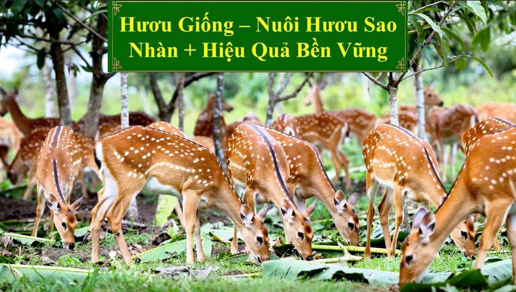 HƯƠU GIỐNG - NUÔI HƯƠU SAO NHÀN + HIỆU QUẢ BỀN VỮNG