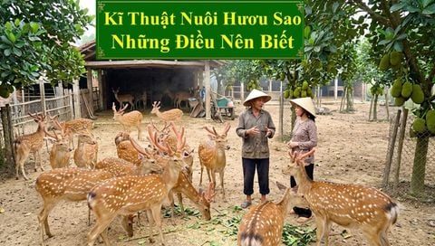 KĨ THUẬT NUÔI HƯƠU SAO - NHỮNG ĐIỀU NÊN BIẾT