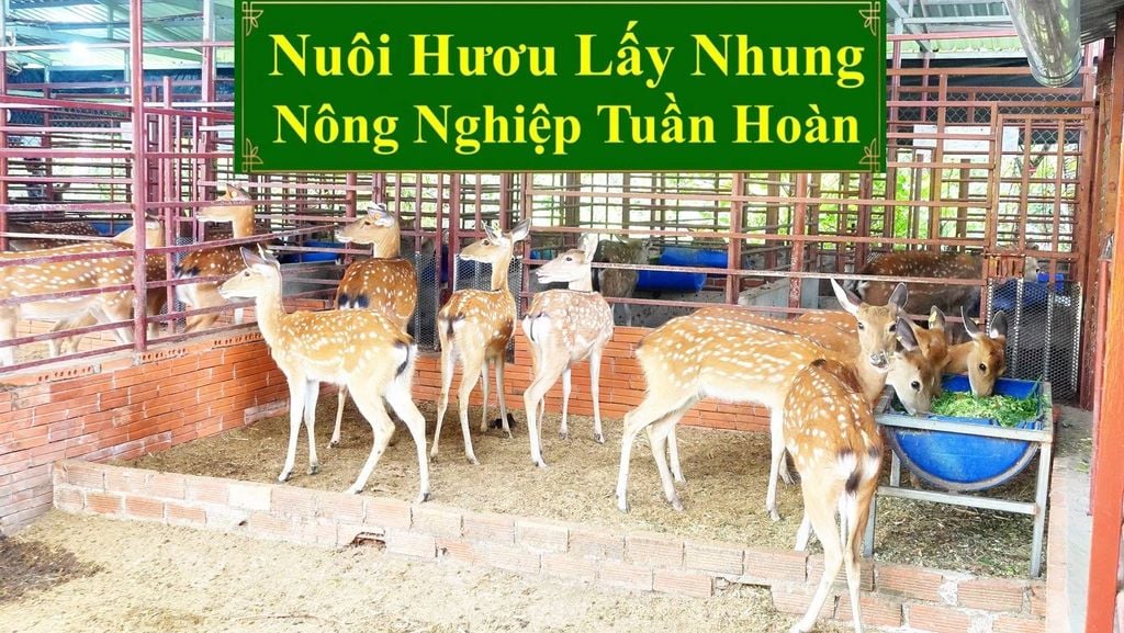 NUÔI HƯƠU LẤY NHUNG - NÔNG NGHIỆP TUẦN HOÀN