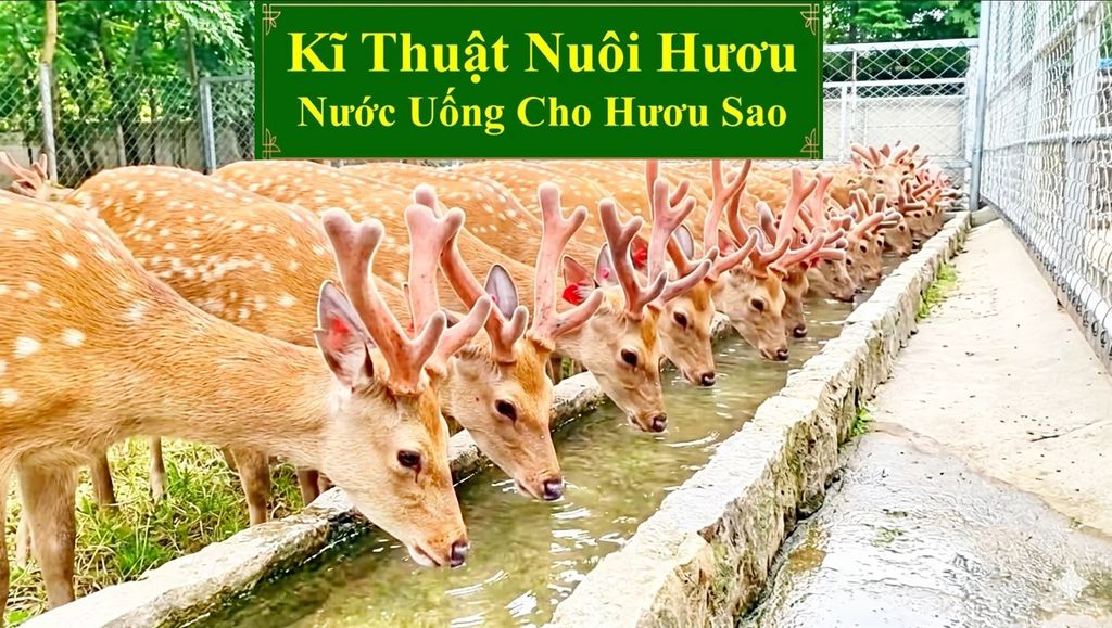 KĨ THUẬT NUÔI HƯƠU SAO - NƯỚC UỐNG CHO HƯƠU SAO