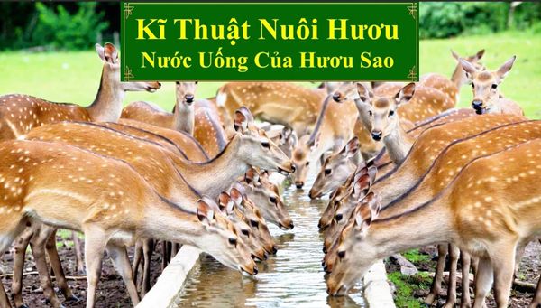 KĨ THUẬT NUÔI HƯƠU SAO - NƯỚC UỐNG CỦA HƯƠU SAO