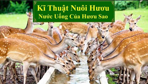 KĨ THUẬT NUÔI HƯƠU SAO - NƯỚC UỐNG CỦA HƯƠU SAO