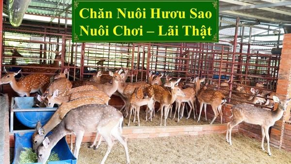 CHĂN NUÔI HƯƠU SAO - NUÔI CHƠI, LÃI THẬT