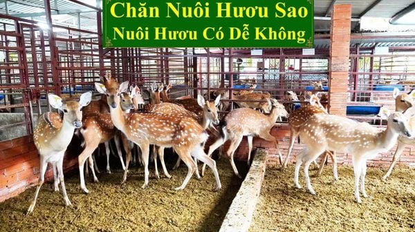 CHĂN NUÔI HƯƠU SAO - NUÔI HƯƠU CÓ DỄ KHÔNG