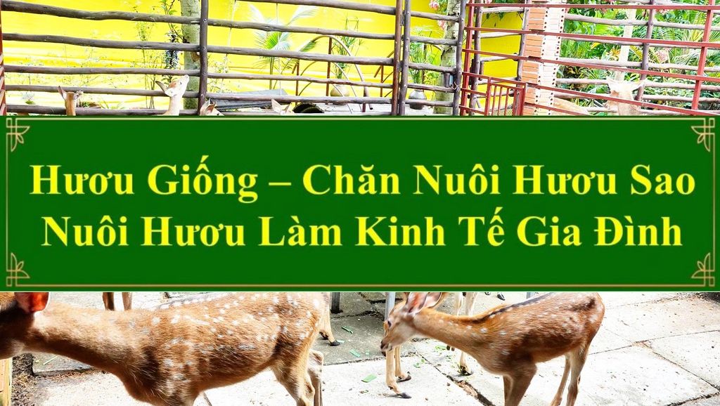 HƯƠU GIỐNG - CHĂN NUÔI HƯƠU SAO NUÔI HƯƠU LÀM KINH TẾ GIA ĐÌNH