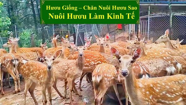 HƯƠU GIỐNG - CHĂN NUÔI HƯƠU SAO NUÔI HƯƠU SAO LÀM KINH TẾ