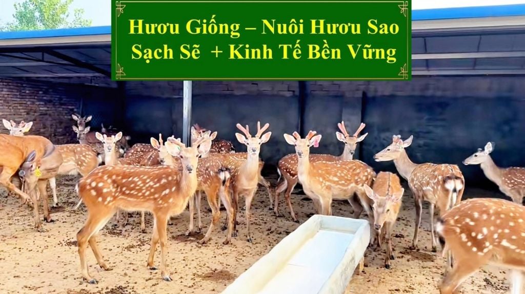 HƯƠU GIỐNG - NUÔI HƯƠU SAO SẠCH SẼ + KINH TẾ BỀN VỮNG