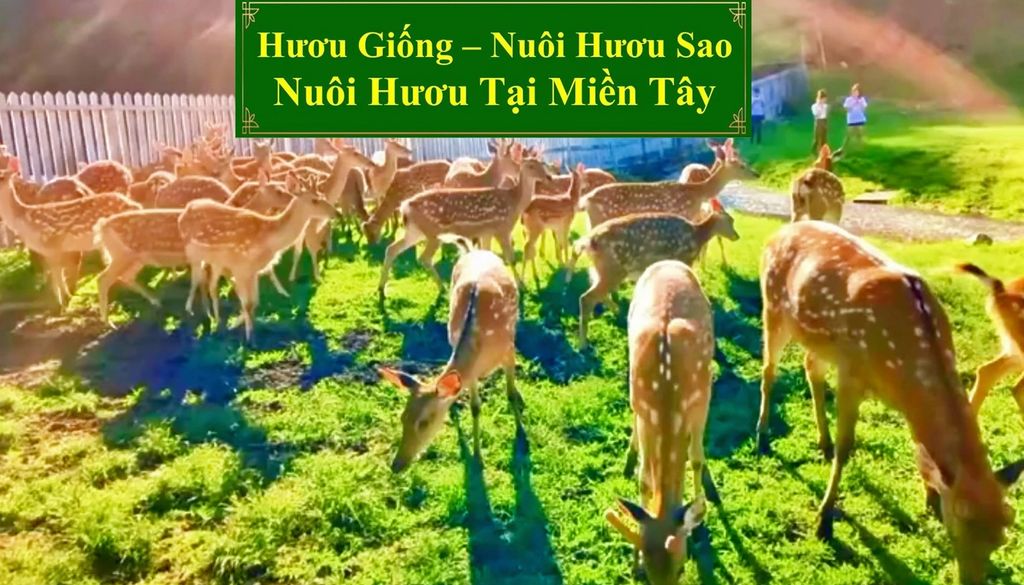 HƯƠU GIỐNG - NUÔI HƯƠU SAO NUÔI HƯƠU SAO TẠI MIỀN TÂY