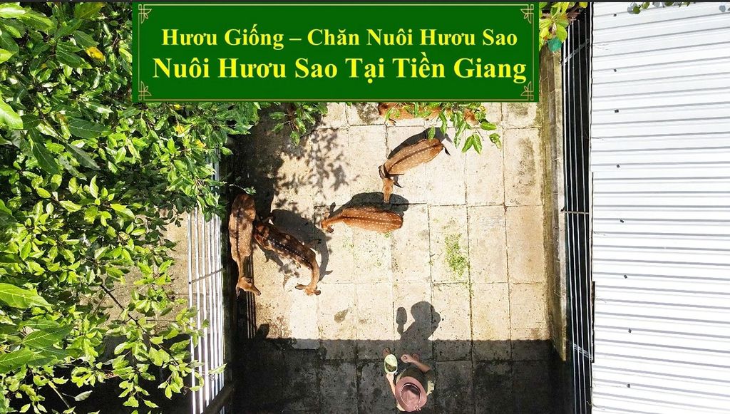 HƯƠU GIỐNG - CHĂN NUÔI HƯƠU SAO NUÔI HƯƠU SAO TẠI TIỀN GIANG