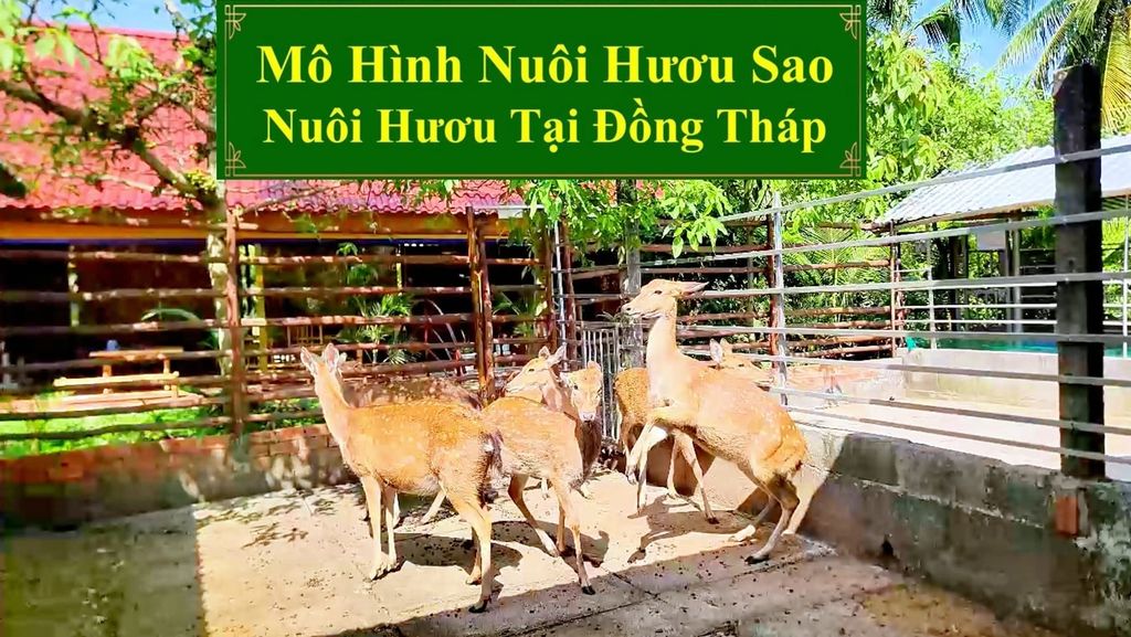 MÔ HÌNH NUÔI HƯƠU SAO - NUÔI HƯƠU TẠI ĐỒNG THÁP
