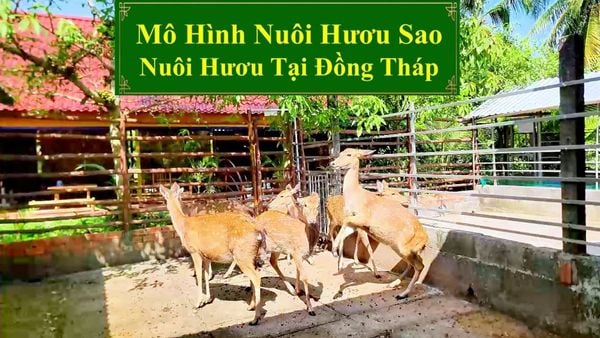 MÔ HÌNH NUÔI HƯƠU SAO - NUÔI HƯƠU TẠI ĐỒNG THÁP