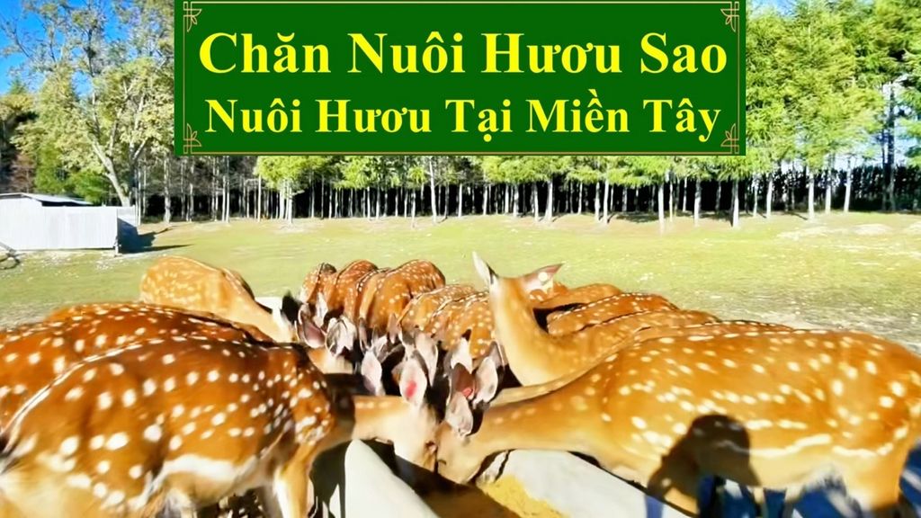 CHĂN NUÔI HƯƠU SAO - NUÔI HƯƠU TẠI MIỀN TÂY