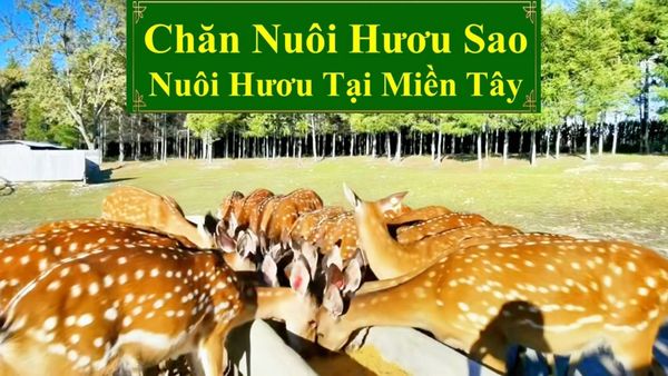 CHĂN NUÔI HƯƠU SAO - NUÔI HƯƠU TẠI MIỀN TÂY