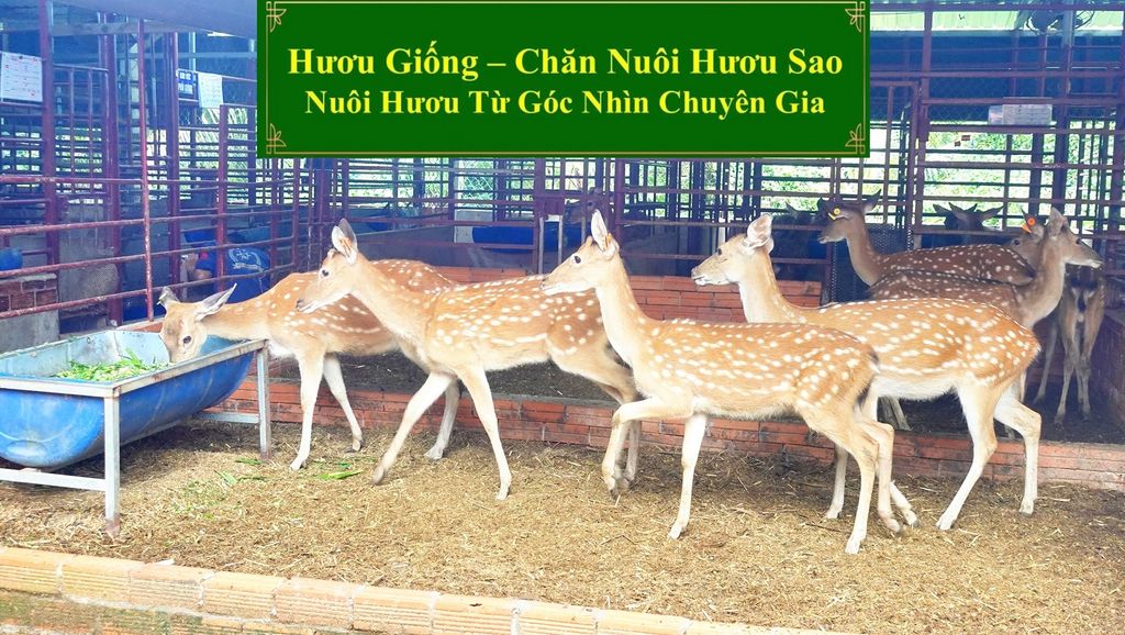 HƯƠU GIỐNG - CHĂN NUÔI HƯƠU SAO NUÔI HƯƠU TỪ GÓC NHÌN CHUYÊN GIA
