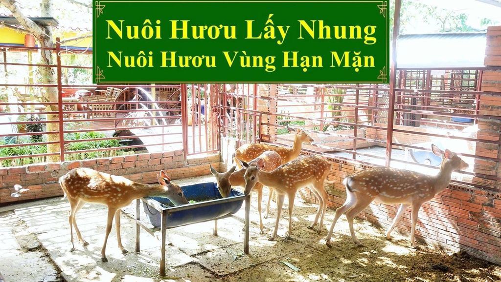 NUÔI HƯƠU LẤY NHUNG - NUÔI HƯƠU VÙNG HẠN MẶN