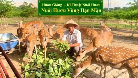 HƯƠU GIỐNG - KĨ THUẬT NUÔI HƯƠU NUÔI HƯƠU VÙNG HẠN MẶN