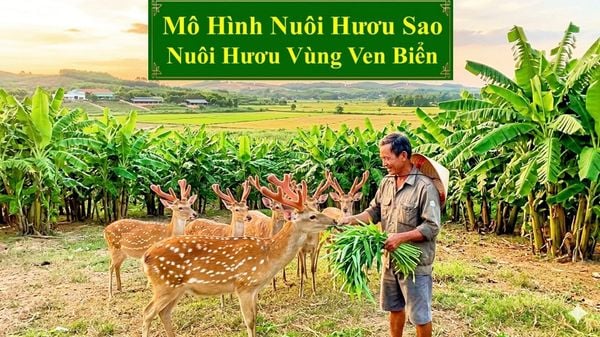 MÔ HÌNH NUÔI HƯƠU SAO - NUÔI HƯƠU VÙNG VEN BIỂN